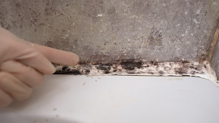 Best Emergency Mold Remediation  in USA